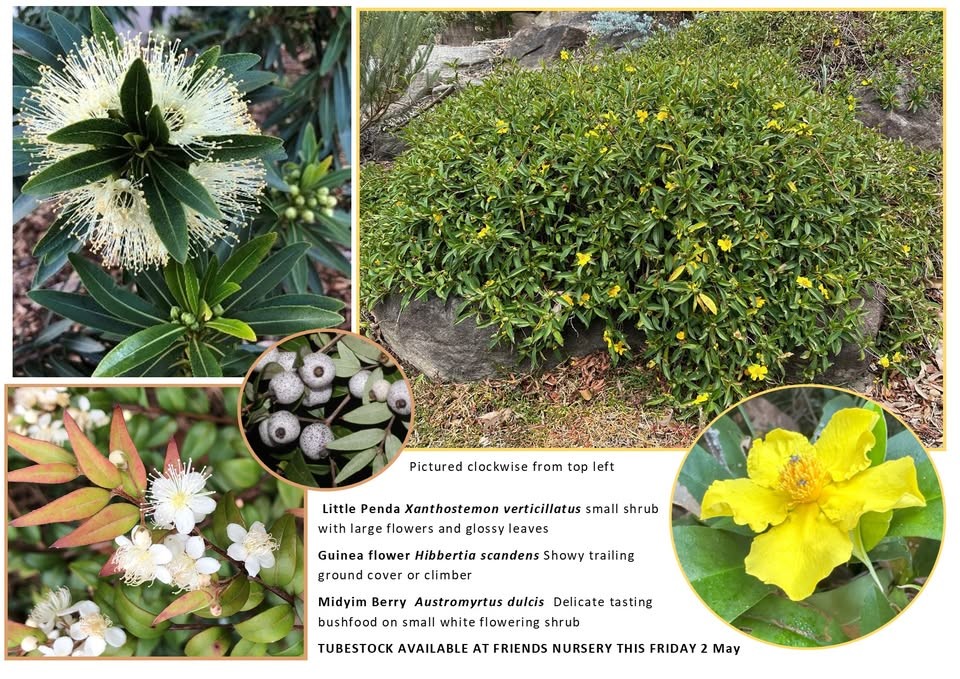 Nursery Plant Sale